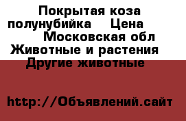 Покрытая коза полунубийка. › Цена ­ 75 000 - Московская обл. Животные и растения » Другие животные   